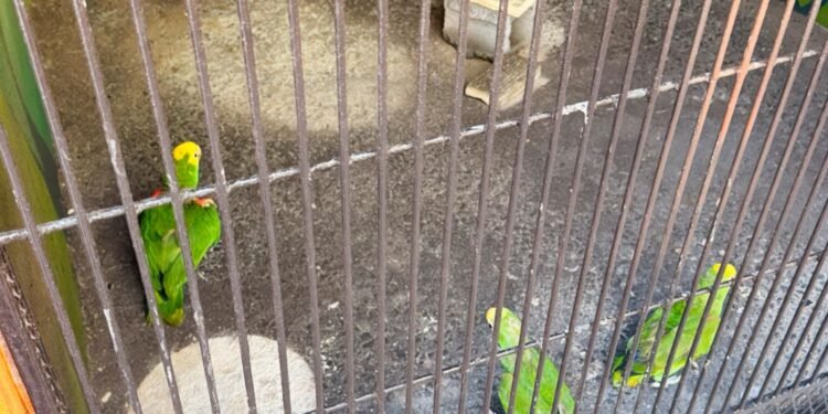 Recuperan tres loros cabeza amarilla traficados ilegalmente hacia Estados Unidos