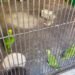 Recuperan tres loros cabeza amarilla traficados ilegalmente hacia Estados Unidos