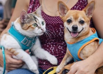 Arranca hoy registro para esterilizaciones gratuitas en Cancún; habrá jornadas el 13 y 14 de abril