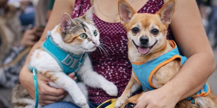 Arranca hoy registro para esterilizaciones gratuitas en Cancún; habrá jornadas el 13 y 14 de abril