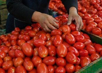 Jitomate sube 126% en un año y se coloca como uno de los golpes más fuertes a la canasta básica