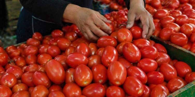Jitomate sube 126% en un año y se coloca como uno de los golpes más fuertes a la canasta básica