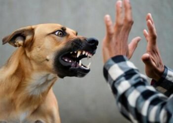 Castigarán con prisión a dueños de mascotas agresivas que dañen a personas o animales