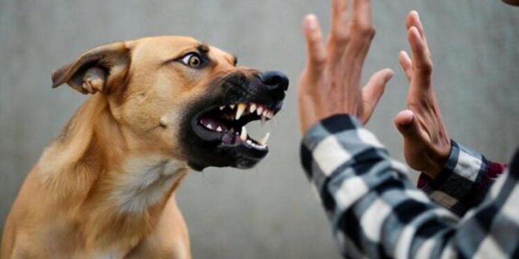 Castigarán con prisión a dueños de mascotas agresivas que dañen a personas o animales