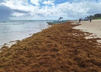 Se mantiene pronóstico de 90 mil toneladas de sargazo en costas de Quintana Roo