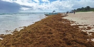 Se mantiene pronóstico de 90 mil toneladas de sargazo en costas de Quintana Roo