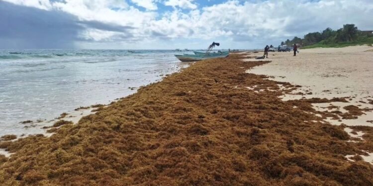 Se mantiene pronóstico de 90 mil toneladas de sargazo en costas de Quintana Roo
