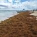 Se mantiene pronóstico de 90 mil toneladas de sargazo en costas de Quintana Roo