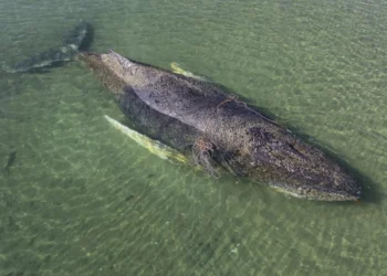 Alemania en vilo por “Timmy”: la ballena varada que conmueve al mundo