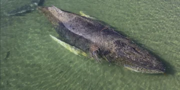 Alemania en vilo por “Timmy”: la ballena varada que conmueve al mundo