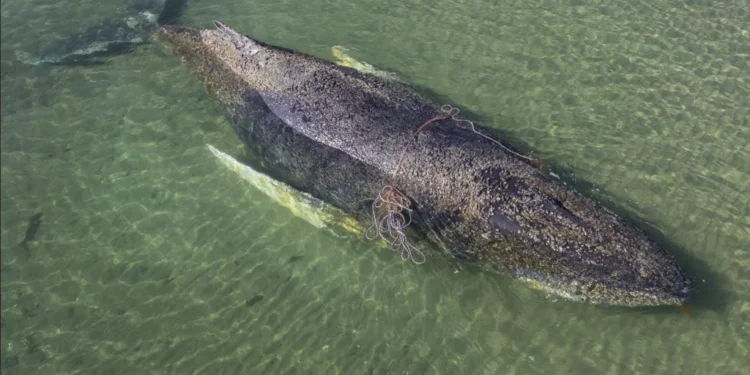Alemania en vilo por “Timmy”: la ballena varada que conmueve al mundo
