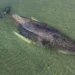 Alemania en vilo por “Timmy”: la ballena varada que conmueve al mundo