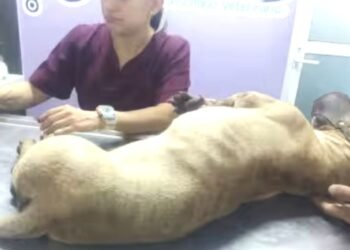 Ayuntamientos deberán instalar clínicas veterinarias gratis para atender a michis y lomitos