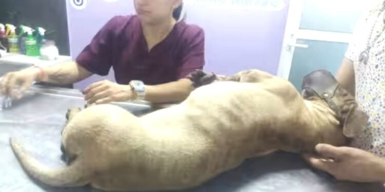 Ayuntamientos deberán instalar clínicas veterinarias gratis para atender a michis y lomitos