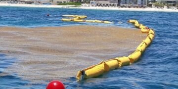 Más del 50 por ciento de barreras antisargazo siguen pendientes en el Caribe mexicano