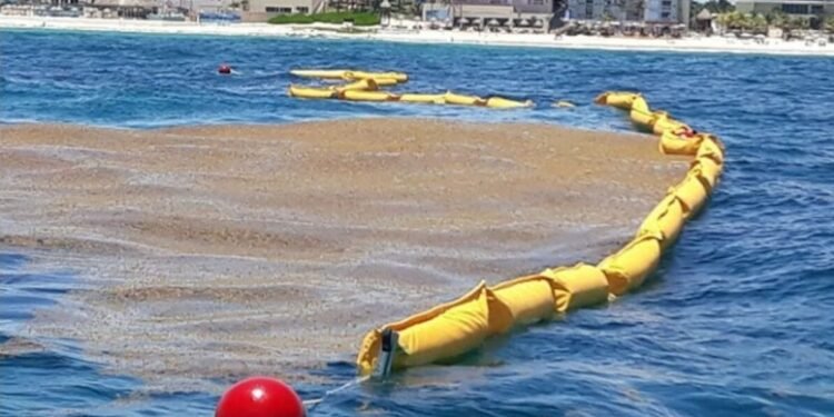 Más del 50 por ciento de barreras antisargazo siguen pendientes en el Caribe mexicano