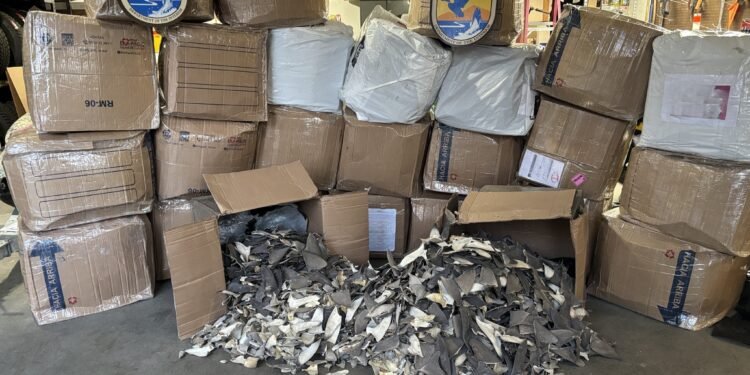 Incautan más de 50 mil aletas de tiburón en operación contra tráfico ilegal en EU