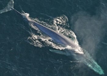 Organizaciones de EU demandan intento de eximir a petroleras de ley ambiental en el Golfo