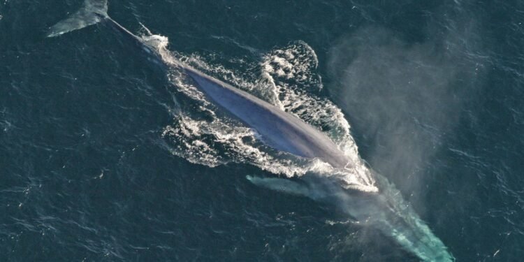 Organizaciones de EU demandan intento de eximir a petroleras de ley ambiental en el Golfo