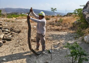 ¿Qué harías si aparece una boa en tu casa? Dos casos activan alerta en Tuxtla