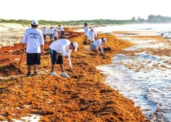 Hoteles y restaurantes consumirán productos a base de sargazo
