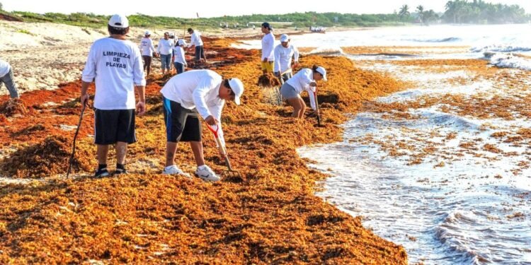 Hoteles y restaurantes consumirán productos a base de sargazo