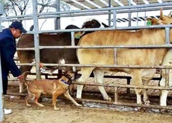 Nala y Tamal al rescate: perros de la UNAM abren nueva vía contra el gusano barrenador
