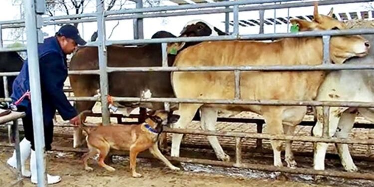 Nala y Tamal al rescate: perros de la UNAM abren nueva vía contra el gusano barrenador