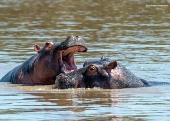 México cerró en el 2024 la puerta al traslado de hipopótamos de Escobar, reveló Colombia
