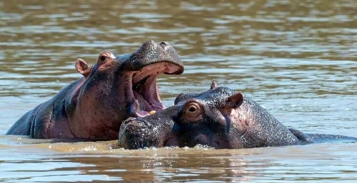 México cerró en el 2024 la puerta al traslado de hipopótamos de Escobar, reveló Colombia