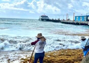 Sargazo abarata el Caribe Mexicano y acelera la erosión de las playas