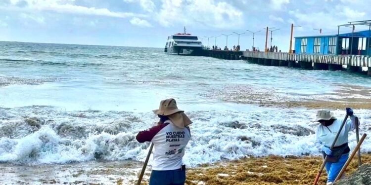 Sargazo abarata el Caribe Mexicano y acelera la erosión de las playas