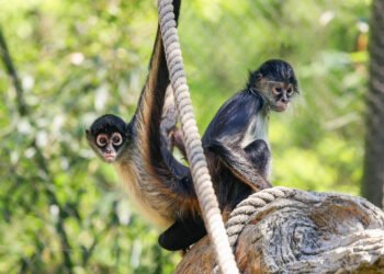 ¿Cómo llegaron dos monos araña de México a un zoológico en EU? Esta es su historia