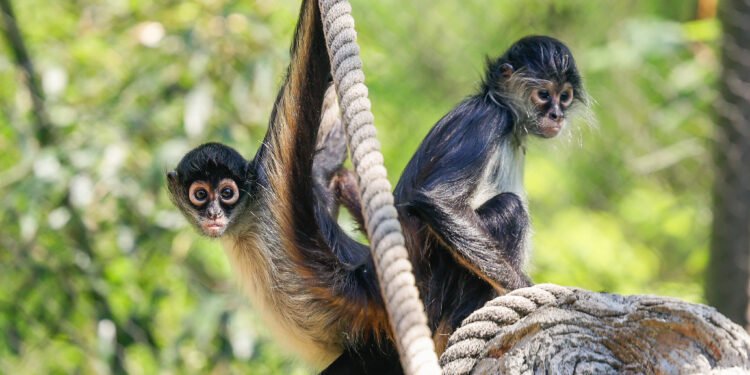 ¿Cómo llegaron dos monos araña de México a un zoológico en EU? Esta es su historia