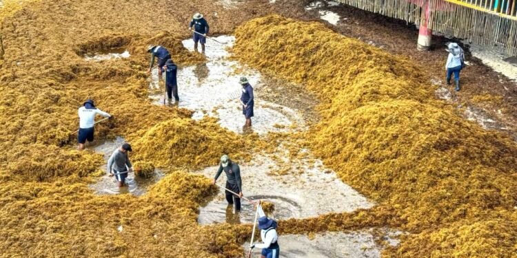 ¡Ahí viene de nuevo! Miles de toneladas de sargazo acechan playas del Caribe