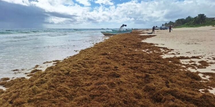 El sargazo te afecta más de lo que crees… y esta es la solución que proponen los hoteleros