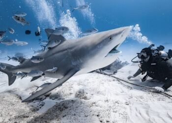 Va QRoo por indicación geográfica del tiburón toro y la madera tzalam. ¿Qué significa?
