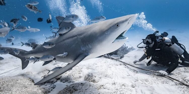 Va QRoo por indicación geográfica del tiburón toro y la madera tzalam. ¿Qué significa?