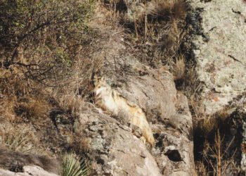 Tres lobos mexicanos desafían la extinción y regresan a la naturaleza en Chihuahua