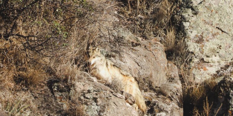 Tres lobos mexicanos desafían la extinción y regresan a la naturaleza en Chihuahua