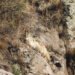 Tres lobos mexicanos desafían la extinción y regresan a la naturaleza en Chihuahua