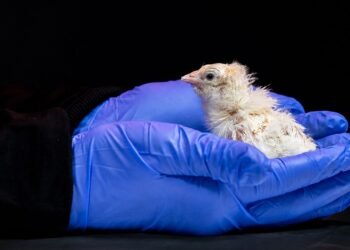 ¿Más cerca de revivir especies extintas? Así nacieron 26 pollitos de un “huevo artificial”