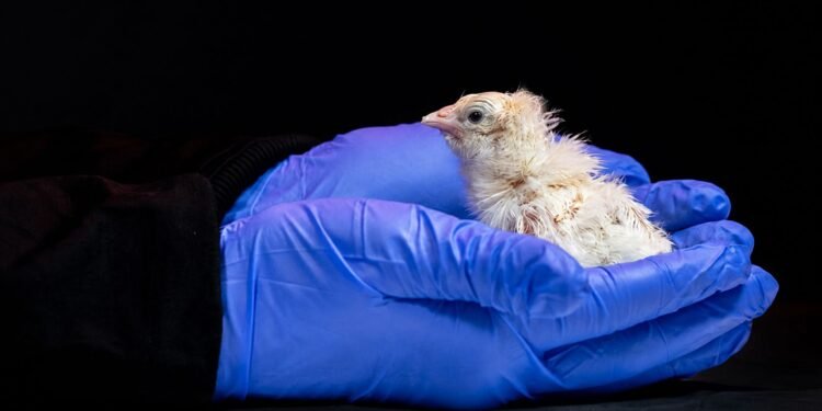 ¿Más cerca de revivir especies extintas? Así nacieron 26 pollitos de un “huevo artificial”
