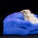 ¿Más cerca de revivir especies extintas? Así nacieron 26 pollitos de un “huevo artificial”