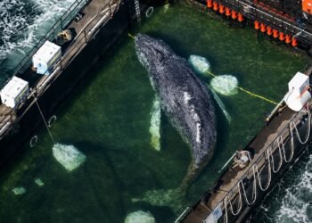 ¿Timmy apareció sin vida? Este fue el final de la ballena rescatada en Alemania