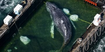 ¿Timmy apareció sin vida? Este fue el final de la ballena rescatada en Alemania