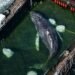 ¿Timmy apareció sin vida? Este fue el final de la ballena rescatada en Alemania