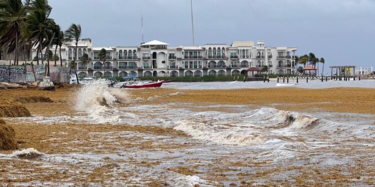 Toneladas de sargazo cubren Playa del Carmen; así está impactando