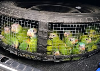 Indignación en la frontera: rescatan aves bebés traficadas dentro de una llanta de refacción