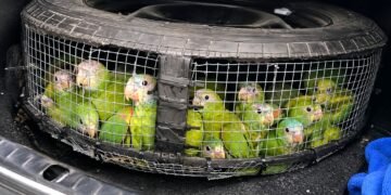 Indignación en la frontera: rescatan aves bebés traficadas dentro de una llanta de refacción